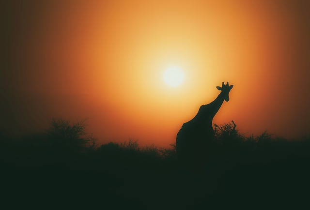 silueta žirafy