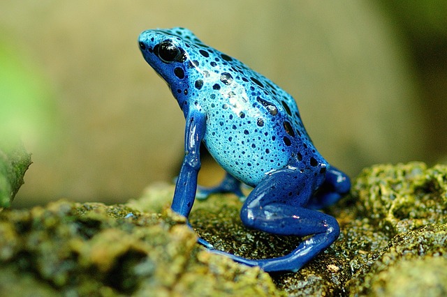 modrá žába.jpg