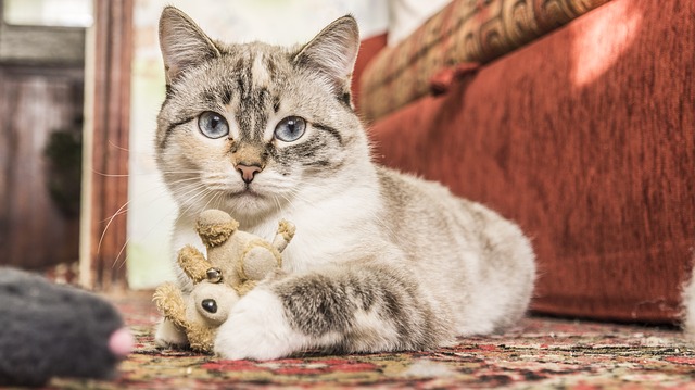 kočka s hračkou