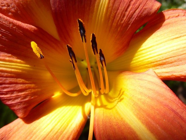 amarillis květina