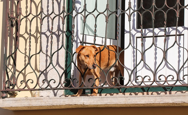 pes na balkoně